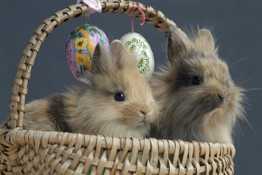 Pygmy rabbits in a basket