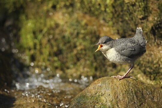 White breasted dipper (Cinclus cinclus) almost fledged young bird begging for food at mountain stream, Allg&auml;u, Bavaria, Germany