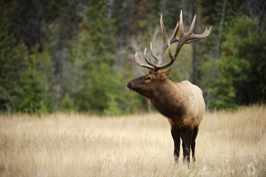 Elk (Cervus canadensis), Jasper National Park, Alberta Province, Canada