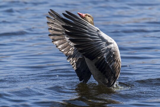 Goose spreading its wings in the water, reflecting sunbeams, Greylag Goose (Anser anser), wildlife, Germany