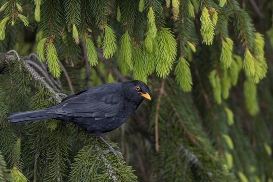 This blackbird (Turdus merula) regularly visits a small group of spruce trees, where it does not look for food but uses the tree tops as a singing platform, May, Germany