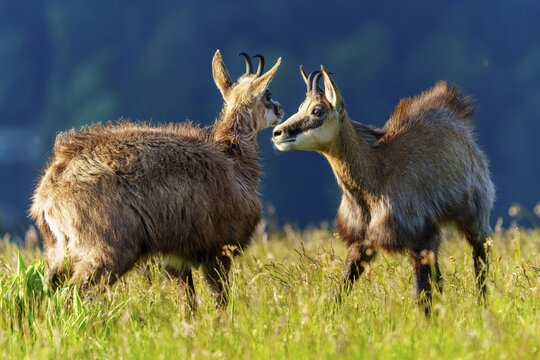 Two chamois standing attentively on a green meadow in the summer light, marsh harrier (Circus aeruginosus), wildlife, Germany