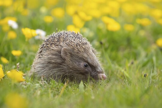 European hedgehog (Erinaceus europaeus) adult in a spring time meadow with flowering Buttercups, Suffolk, England, United Kingdom