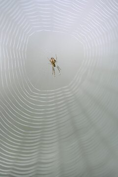 Longjawed orbweaver (Metellina segmentata), sitting in the centre of its web, Tyrol, Austria