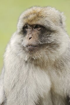 Barbary macaque (Macaca sylvanus), male, portrait, captive, occurring in Morocco, Algeria and Gibraltar