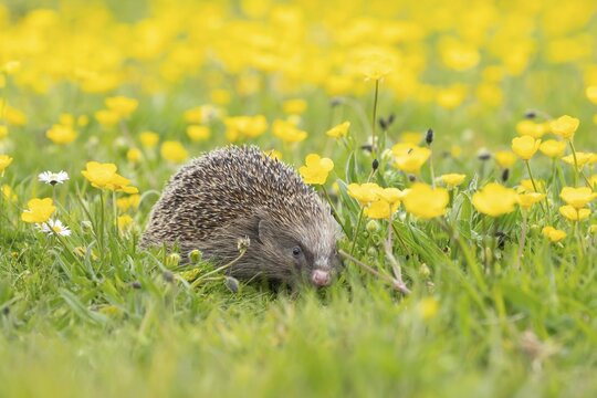 European hedgehog (Erinaceus europaeus) adult animal in a spring time meadow with flowering Buttercup flowers, Suffolk, England, United Kingdom