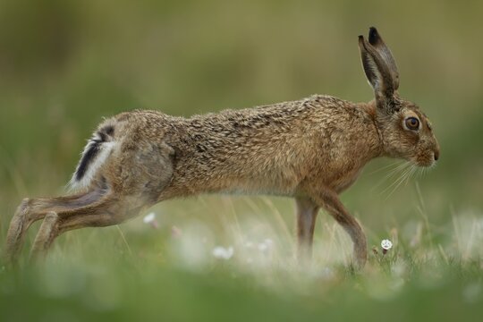 European brown hare (Lepus europaeus) adult animal stretching in grassland in summer, England, United Kingdom