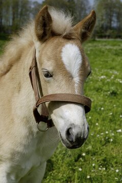 11 days old Haflinger foal, portrait