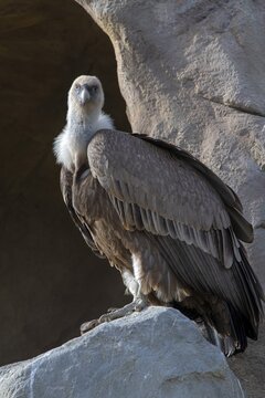 Griffon vulture (Gyps fulvus), sitting on a stone, captive, Alpenzoo Innsbruck, Tyrol, Austria
