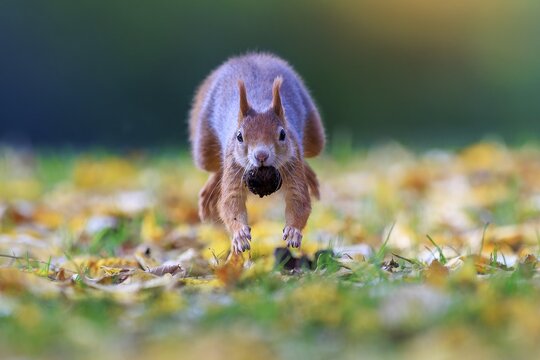 Squirrel jumping across autumnal meadow with a nut, colorful foliage and soft bokeh accentuate the lively, dynamic scene, squirrel (Sciurus vulgaris), wildlife, Germany