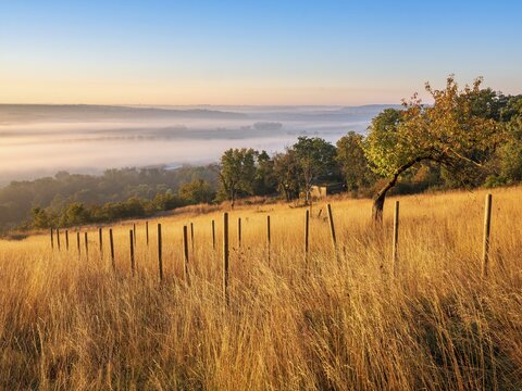 Morning atmosphere in the Saale Valley near the village of Eulau in autumn, fog sweeping through the valley, tall grass and wooden posts in a former vineyard, Naumburg, Saxony-Anhalt, Germany