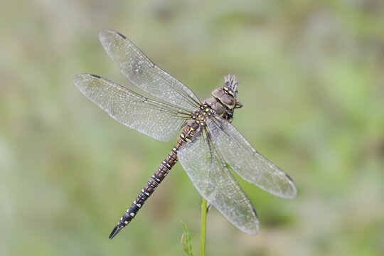 Autumn mosaic damselfly (Aeshna mixta), female, North Rhine-Westphalia, Germany