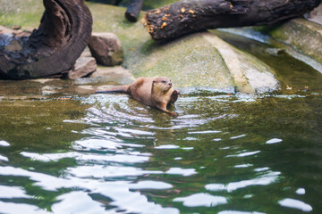 Naklejka premium Oriental small-clawed otter wading in water