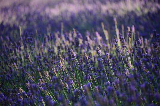 purple lavender flower field in late afternoon sunlight for background