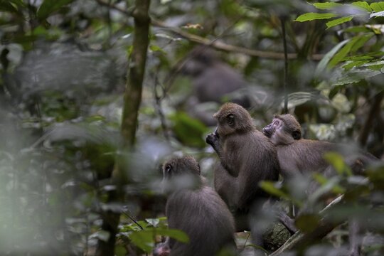 Olivet (Cercocebus agilis) near the Ba&iuml;-Hokou, Dzanga-Ndoki National Park, Unesco World Heritage Site, Dzanga-Sangha Complex of Protected Areas (DSPAC), Sangha-Mba&eacute;r&eacute; Prefecture, Central African Republic