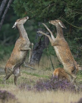 Alt animals in dispute of the red deer ( Cervus elaphus) in blooming heath, beating with runs, National Park De Hoge Veluwe, Netherlands