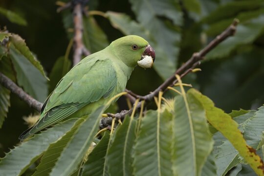 Ring-necked or Rose-ringed parakeet (Psittacula krameri) adult parrot bird feeding in a nut of a Sweet chesnut tree in autumn, England, United Kingdom