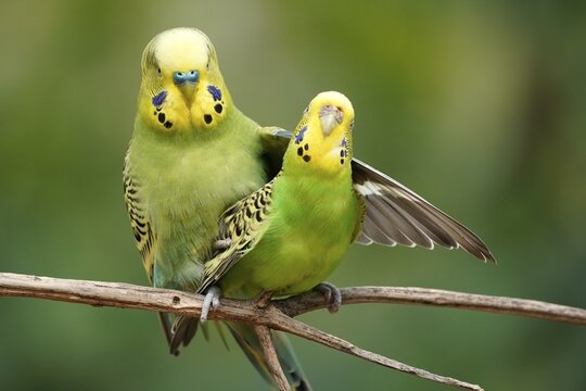 Budgie (Melopsittacus undulatus) mating behaviour, captive, Germany