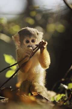 Black-capped squirrel monkey (Saimiri boliviensis), juvenile, captive, occurrence in South America