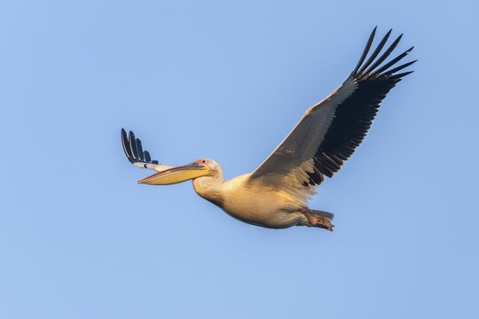Pink pelican (Pelecanus onocrotalus), flying, Danube Delta, Romania