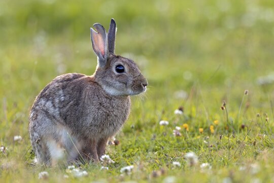 A large tear in the ear suggests that serious fights can occur between wild rabbits (Oryctolagus cuniculus), quite a few even end fatally, Germany