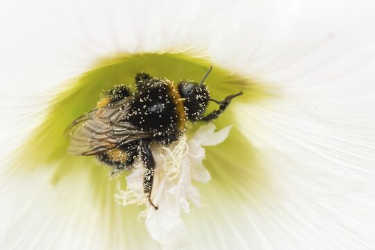 Buff tailed bumble bee (Bombus terrestris) adult insect on a garden Hollyhock flower in the summer, England, United Kingdom
