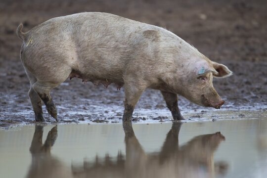Domestic pig (Sus scrofa domesticus) adult farm animal standing by a puddle in a muddy field, England, United Kingdom