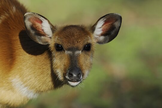 Western sitatunga or swamp antelope (Tragelaphus spekii gratus), female, portrait, captive, occurrence in Africa