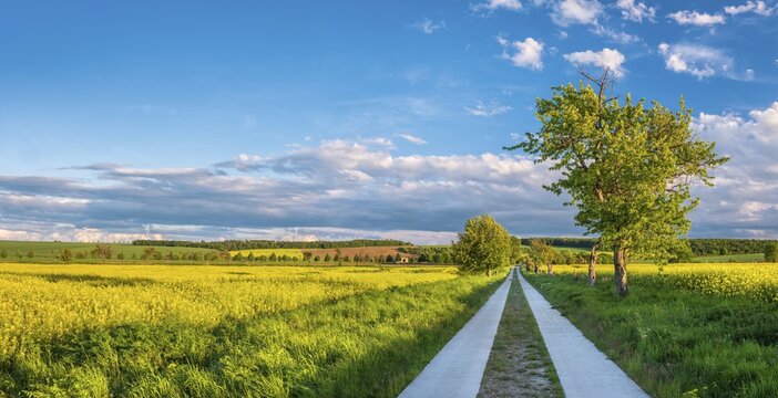 Straight field path made of concrete slabs through typical field landscape in spring in the evening light, blooming rape field, blue sky with stormy clouds, Freyburg (Unstrut), Burgenlandkreis, Saxony-Anhalt, Germany