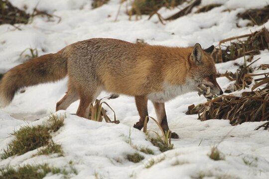 Red fox (Vulpes vulpes) at the Luderplatz in the snow, carrying away a duckling, Allg&auml;u, Bavaria, Germany, Allg&auml;u, Bavaria, Germany