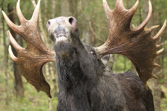 Elk (Alces alces) bull during rut, captive, southern Sweden, Sweden
