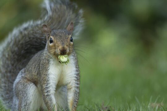 Grey squirrel (Sciurus carolinensis) adult animal with a Hazel tree nut in its mouth in the autumn, England, United Kingdom