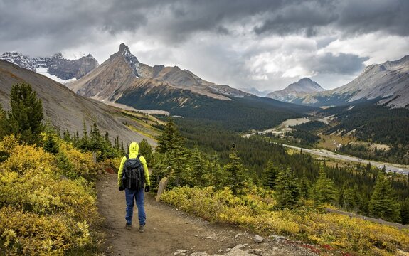 Hiker between autumnal bushes, view of Sunwapta Pass, mountain landscape and glaciers in autumn, mountains Hilda Peak and Mount Wilcox, Parker Ridge, Icefields Parkway, Jasper National Park National Park, Canadian Rocky Mountains, Alberta, Canada