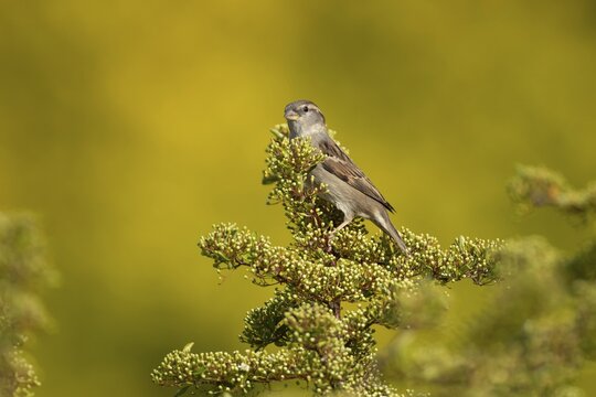 House sparrow (Passer domesticus) adult female garden bird on a shrub in summer, England, United Kingdom