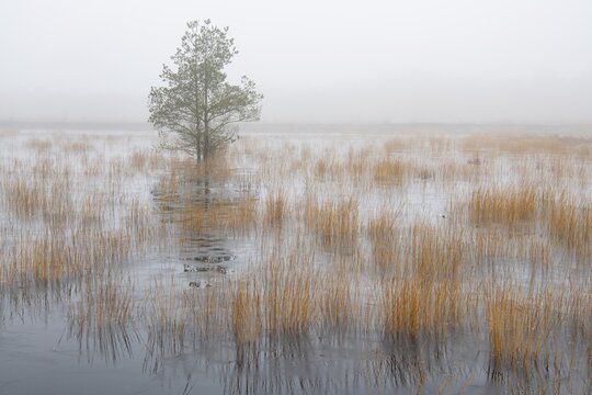 Winter landscape in moor, Goldenstedt, Lower Saxony, Germany