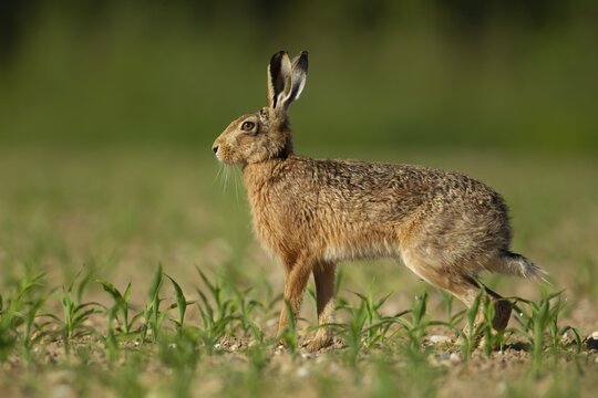 European brown hare (Lepus europaeus) adult animal in a farmland maize crop in the summer, England, United Kingdom