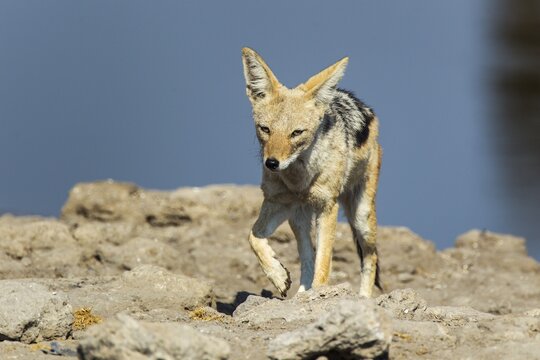 Black-backed Jackal (Canis mesomelas), Etosha National Park, Namibia