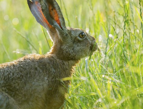 European hare (Lepus europaeus) sitting on a dirt track and eating grass, wildlife, Lower Saxony, Germany