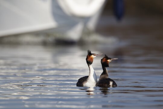 Great crested grebe (Podiceps cristatus) two adult birds performing their love courtship display on a river as a boat passes by in spring, Norfolk Broads, England, United Kingdom