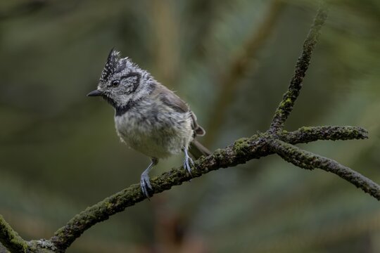 A fledged crested tit (Lophophanes cristatus) foraging in the branches of a pine tree, young bird, Denmark
