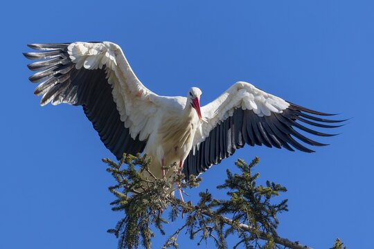 Stork with large wings sitting elegantly on a tree branch in front of a clear sky, White Stork (Ciconia ciconia), wildlife, Germany