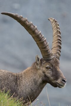 Ibex ( Ibex) , Portrait, Heiligenblut, Carinthia, Austria