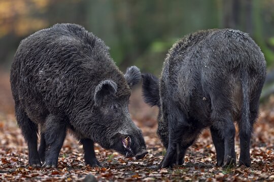 Wild boar (Sus scrofa) testing the readiness of a female to mate, autumn, autumn colours, mating season, Germany