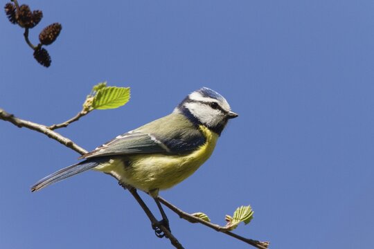 Blue Tit (Cyanistes caeruleus), Bavaria, Germany, Europe