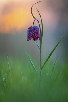 Snake's Head Fritillary (Fritillaria meleagris) at sunrise in a wet meadow in spring, Berne, Lower Saxony, Germany