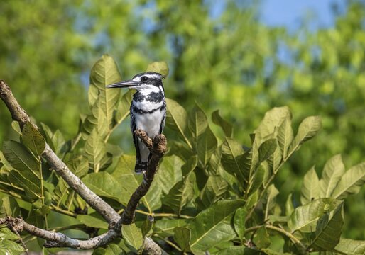 Grey Kingfisher (Ceryle rudis) sitting in mangroves, Murchison Falls NP, Uganda