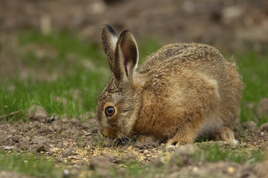 European brown hare (Lepus europaeus) juvenile leveret feeding on a garden border, England, United Kingdom
