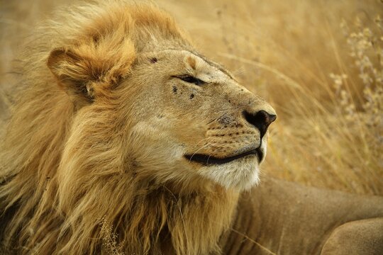 Lion (Panthera leo), male, animal portrait, Moremi National Park, Moremi Wildlife Reserve, Okavango Delta, Botswana