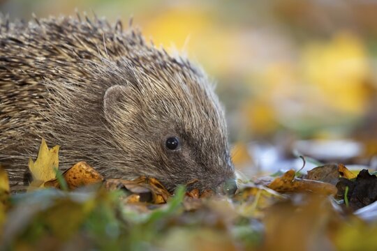 European hedgehog (Erinaceus europaeus) adult mammal walking on fallen autumn colour leaves in a garden, England, United Kingdom
