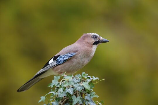 Eurasian jay (Garrulus glandarius) adult bird on an ivy covered tree stump, England, United Kingdom
